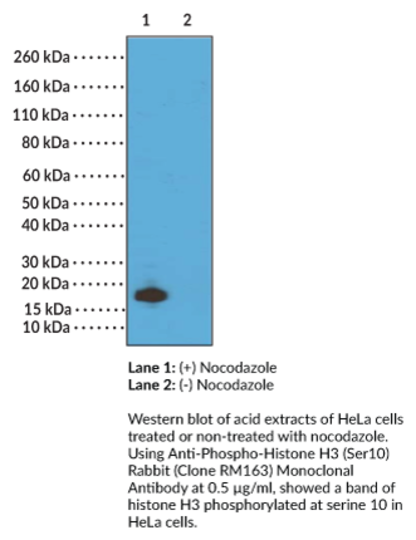 Anti-Histone H3S10Ph Monoclonal Antibody (Clone RM163)