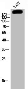 Anti-Phospho-ARHGAP35 (Y1087)