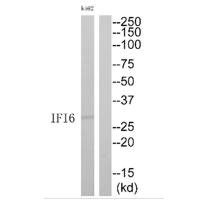 Anti-IFI6