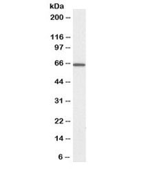 Anti-PDIA2 Biotin Conjugate