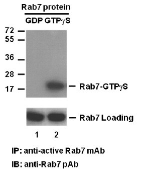 Anti-Active Rab7, monoclonal