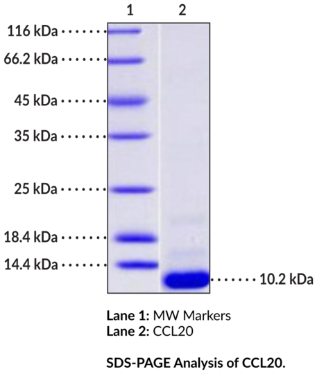 CCL20 (human, recombinant)