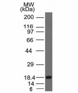 Anti-c-Kit (CD117), clone KIT/983