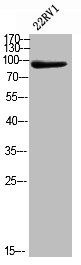 Anti-Phospho-VCP (S352)