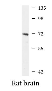 Anti-MRPP3