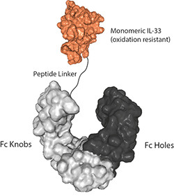 IL-33 (oxidation resistant) (human) (monomeric):Fc-KIH (human) (rec.)