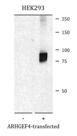 Anti-ARHGEF4, clone ARHGEF-08