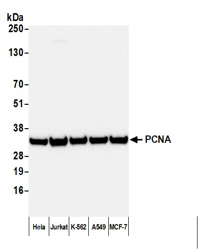 Anti-Mouse IgG-Fc Fragment