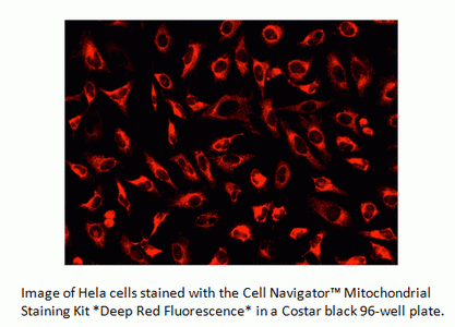 Cell Navigator(TM) Mitochondrion Staining Kit *NIR Fluorescence*