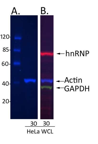 Anti-Rabbit IgG-heavy and light chain cross-adsorbed, DyLight(R) 488 conjugated
