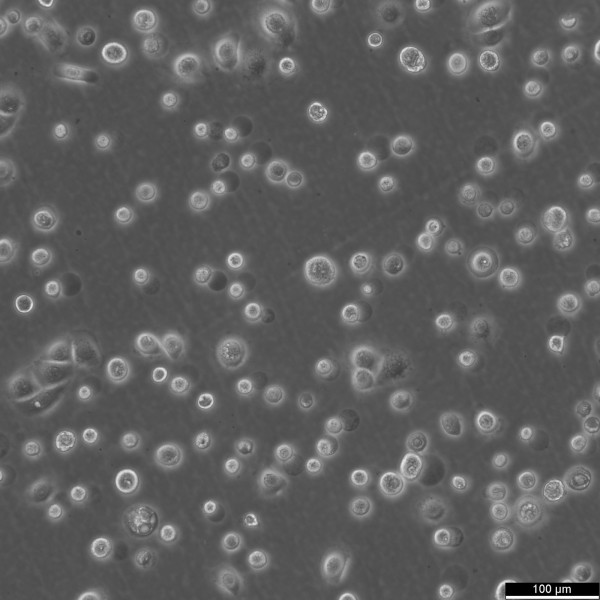 SCC-25 Cells