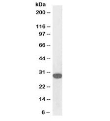 Anti-SNAIL Biotin Conjugate