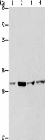 Anti-CDK2