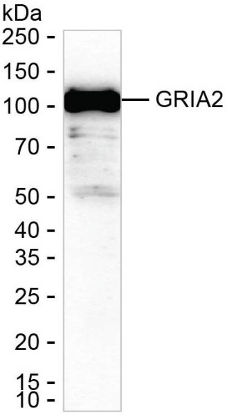 Anti-GRIA2