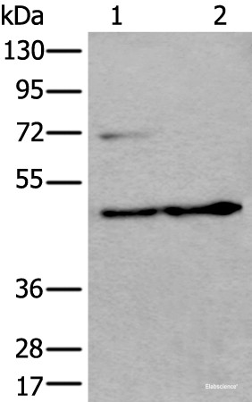Anti-PRKAR2A