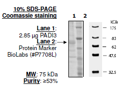 PADI-3, human recombinant protein, FLAG-tag