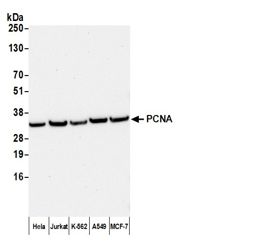 Anti-Mouse Kappa Light Chain