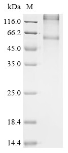 O-acyltransferase, Tropaeolum majus, recombinant