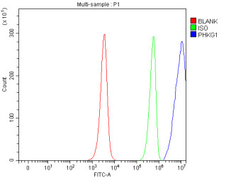 Anti-PHKG1 / Phosphorylase kinase gamma 1