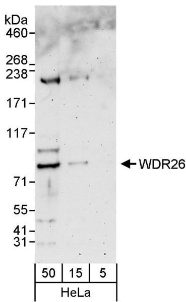 Anti-WDR26