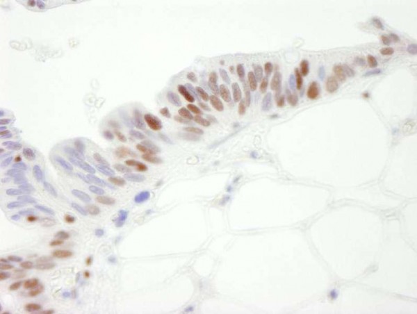 Anti-MCM3 (IHC)