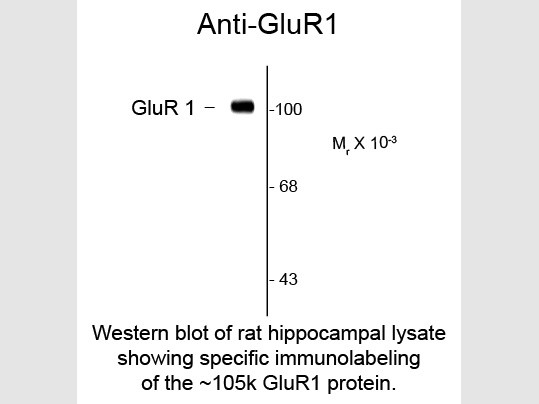 Anti-GluR1, clone RH95