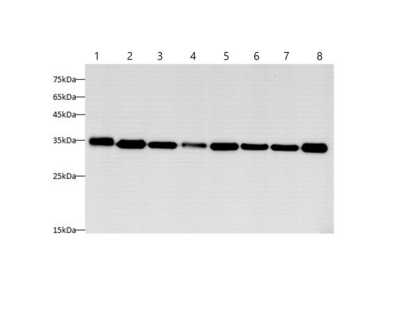 Anti-PCNA, clone 9C6