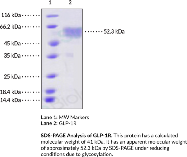 GLP-1R (human, recombinant, aa 24-145) (Fc-tagged)