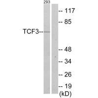 Anti-TCF3