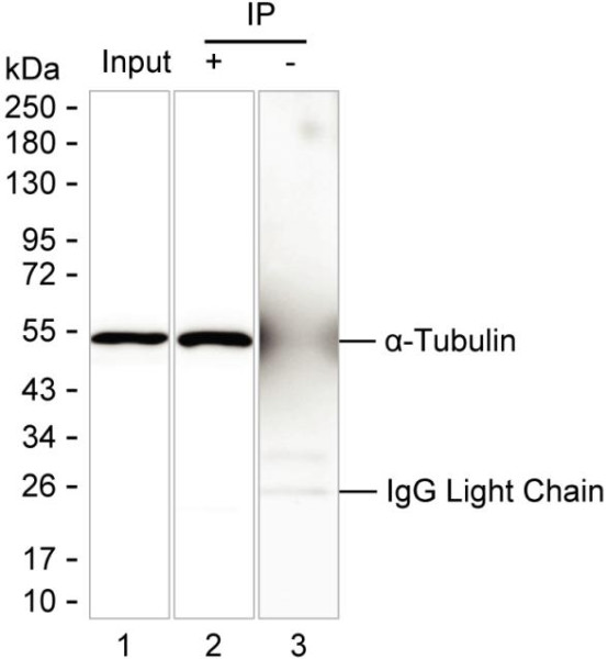 Anti-alpha-Tubulin