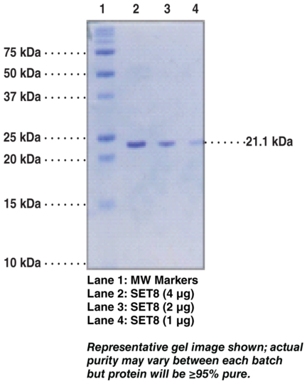 SET8 (human recombinant)