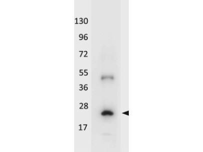 Anti-Interleukin-32A (IL-32A), Peroxidase conjugated