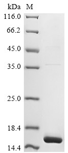mauretanicus Alpha-toxin Amm8, Androctonus mauretanicus mauretanicus, recombinant