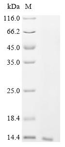 Allergen Api m 6.03 / Api m 6.04, recombinant Apis mellifera