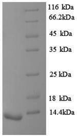 Vasopressin V1b receptor (Avpr1b), partial, rat, recombinant