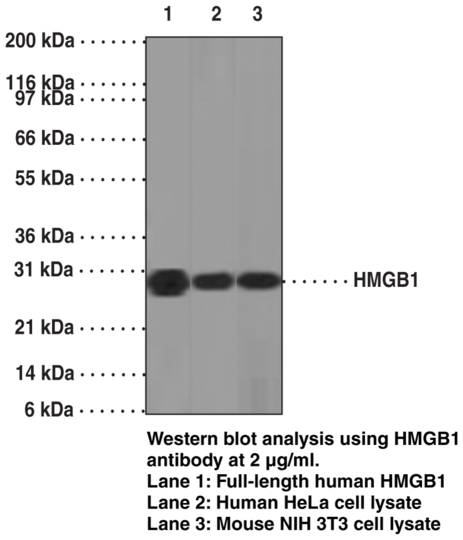 Anti-HMGB1 (Clone IMG19N12A1)