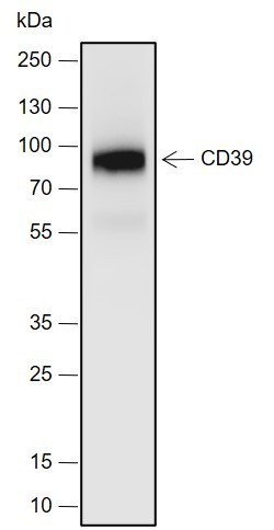 Anti-Recombinant CD39, clone A701