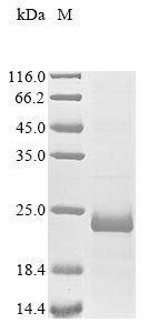 Pancreatic beta cell growth factor (INGAP), Mesocricetus auratus, recombinant