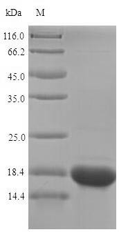 Selenoprotein M (SELENOM), human, recombinant