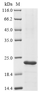 Adropin (Enho), mouse, recombinant