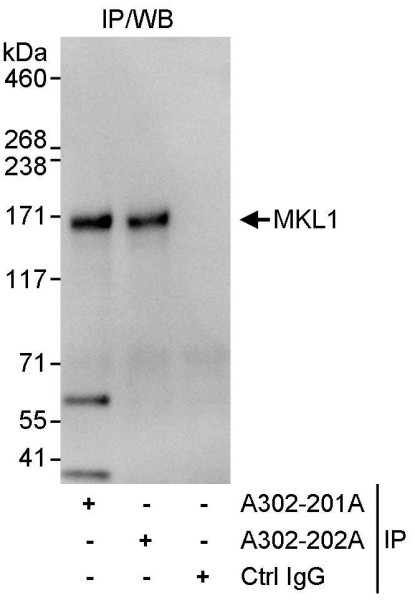 Anti-MKL1