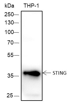 Anti-Recombinant STING, clone A369
