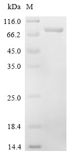 CTP synthase 2 (Ctps2), mouse, recombinant