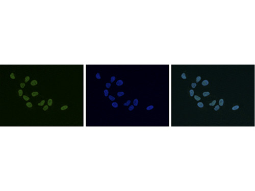 Anti-HP1 alpha, beta, gamma (RABBBIT)