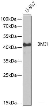 Anti-BMI1