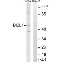 Anti-BAIAP2L1