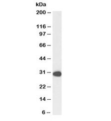Anti-PCNA Biotin Conjugate