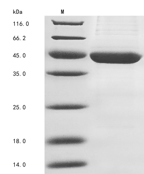 Sialidase-2 (NEU2), Chinese hamster, recombinant