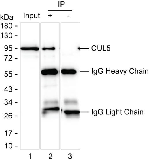 Anti-CUL5