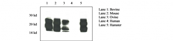 Anti-Prion Protein - SAF 84